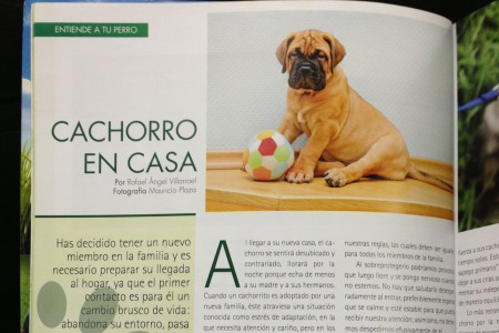 Artículo CACHORRO EN CASA